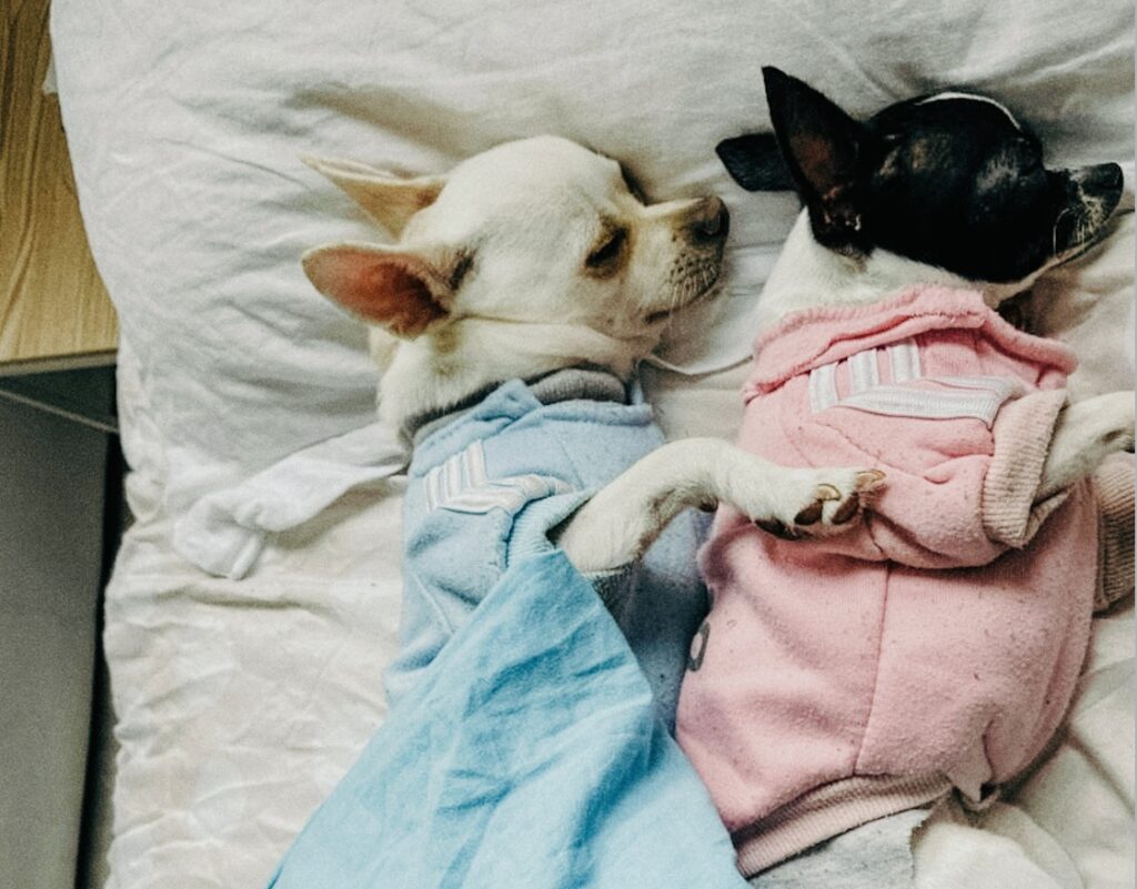 Two dogs laying on a bed with blankets